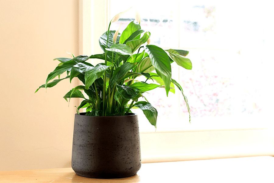 trop de lumière pour le Spathiphyllum cause les feuilles tombantes et jaunes