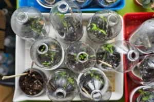tuto comment faire des semis de tomates en bouteille plastique arrosage astuces récolte sans maladies