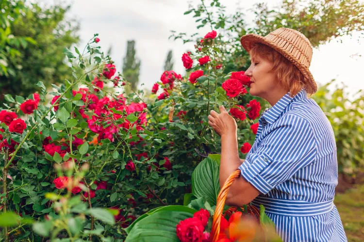 variétés de rosiers parfumés anglais damas hybrides