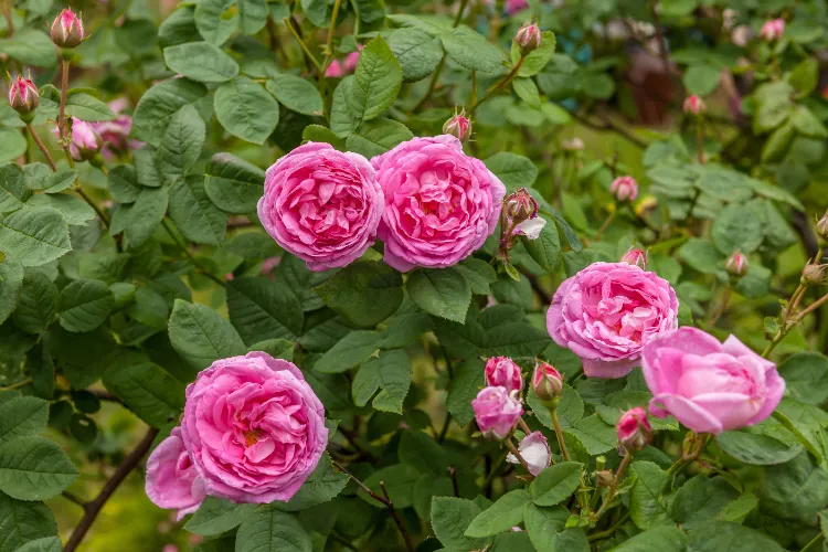 variétés de rosiers parfumés anglais hybrides de thé centifolia