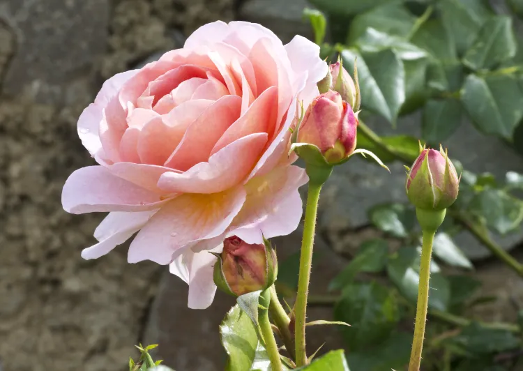 variétés de rosiers parfumés anglais hybrides de thé