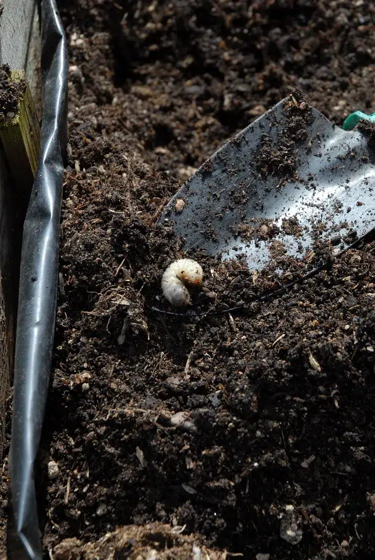 vinaigre blanc pour tuer les asticots vers blancs dans le jardin