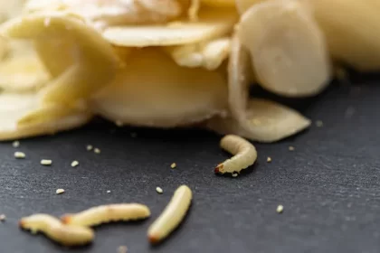 vinaigre blanc pour tuer les vers blancs à la maison poubelle cuisine toilettes