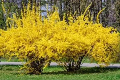 comment avoir un beau forsythia