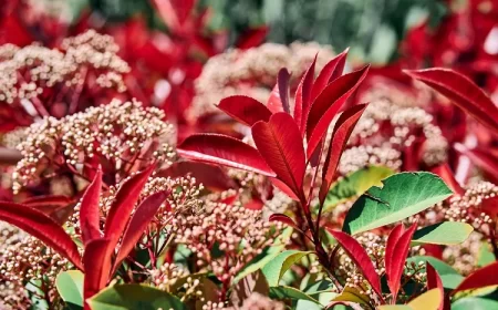 comment entretenir les photinias jardin pleine terre pot arrosage engrais taille printemps