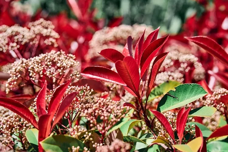 comment entretenir les photinias jardin pleine terre pot arrosage engrais taille printemps