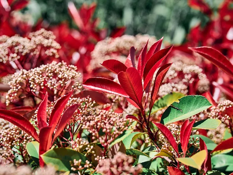 comment entretenir les photinias jardin pleine terre pot arrosage engrais taille printemps