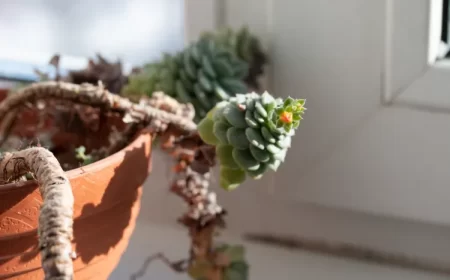 comment éviter l'étiolement des plantes d'intérieur