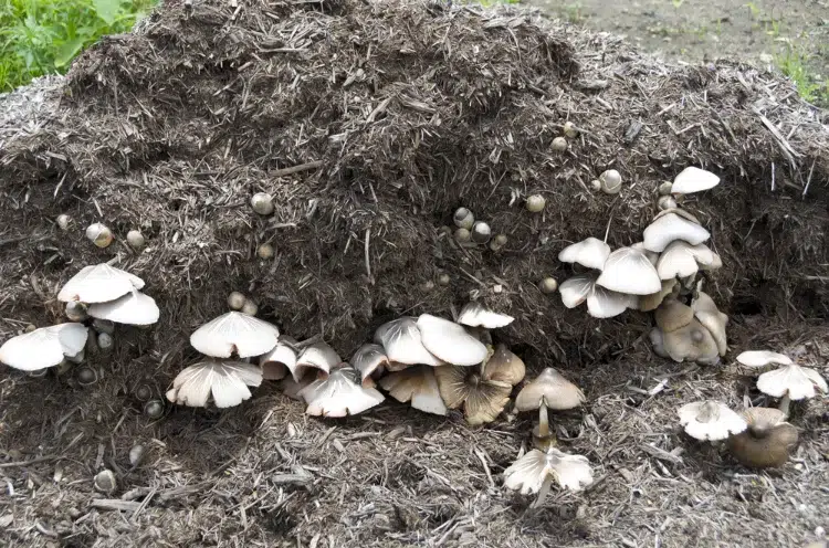comment faire du compost de champignons