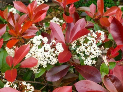 comment faire fleurir le photinia