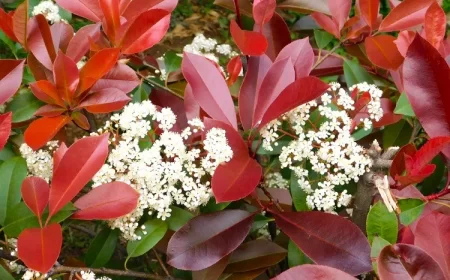 comment faire fleurir le photinia