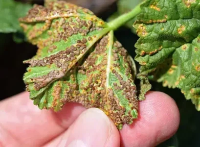 comment lutter contre la rouille des roses trémières