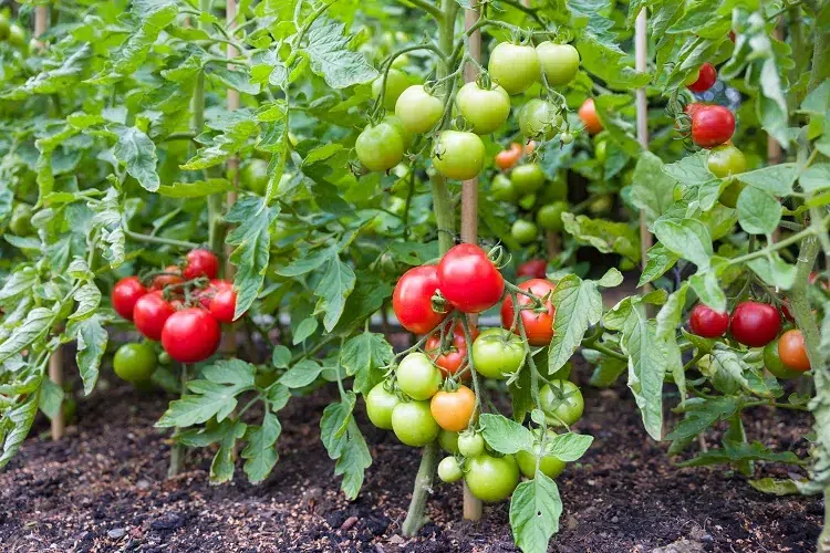comment planter les tomates