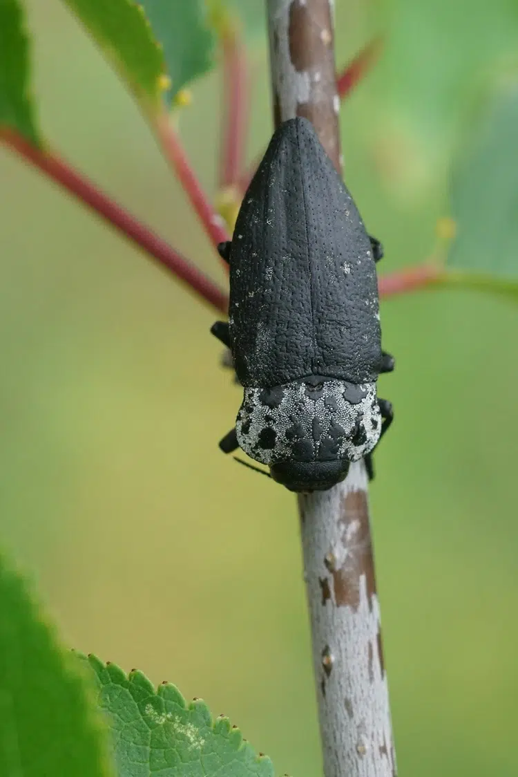 comment protéger les arbres fruitiers du capnode