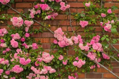 comment rajeunir un vieux rosier et le faire fleurir en abondance