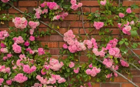 comment rajeunir un vieux rosier et le faire fleurir en abondance