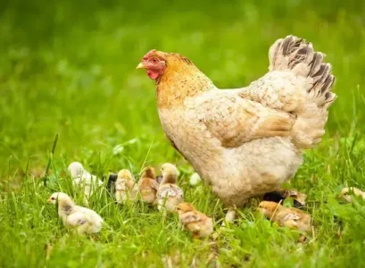 comment recycler les plumes de poule