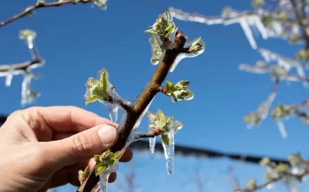 comment retarder la floraison précoce des arbres fruitiers