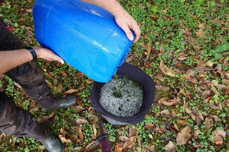 comment utiliser le purin d'ortie sur les arbres fruitiers engrais naturel fongicide insecticide desherbant verger
