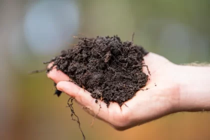 est ce que les champignons vont au compost