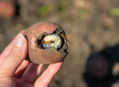 piège à vers blancs astuces simples pour nettoyer le potager et la pelouse des ravageur