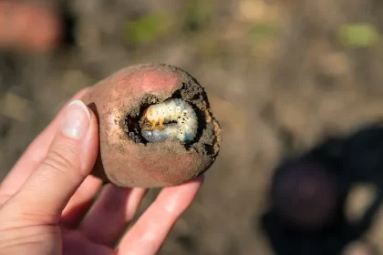 piège à vers blancs astuces simples pour nettoyer le potager et la pelouse des ravageur