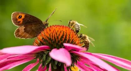 pourquoi attirer les pollinisateurs dans le jardin