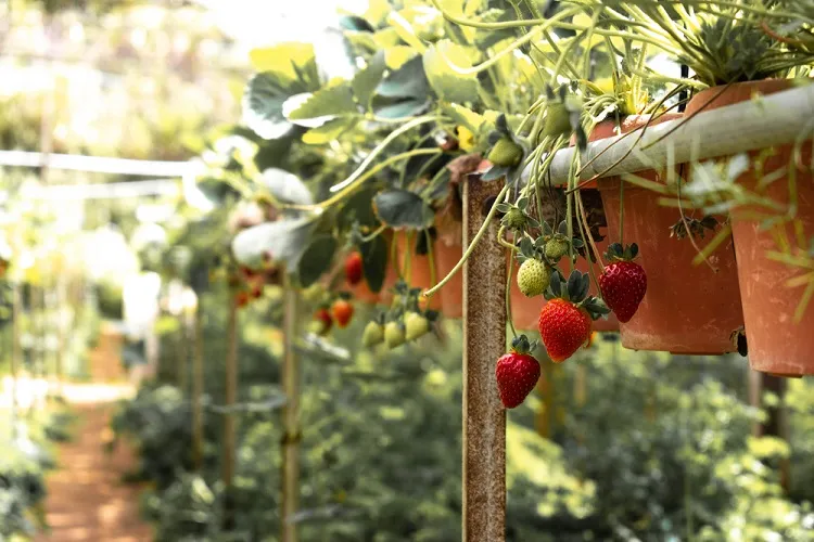 pourquoi cultiver des fraisiers dans des cannes permet il de les protéger contre les ravageurs limaces