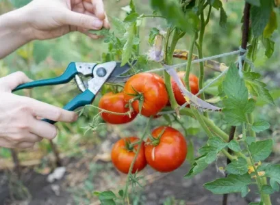 pourquoi il ne faut pas tailler les tomates