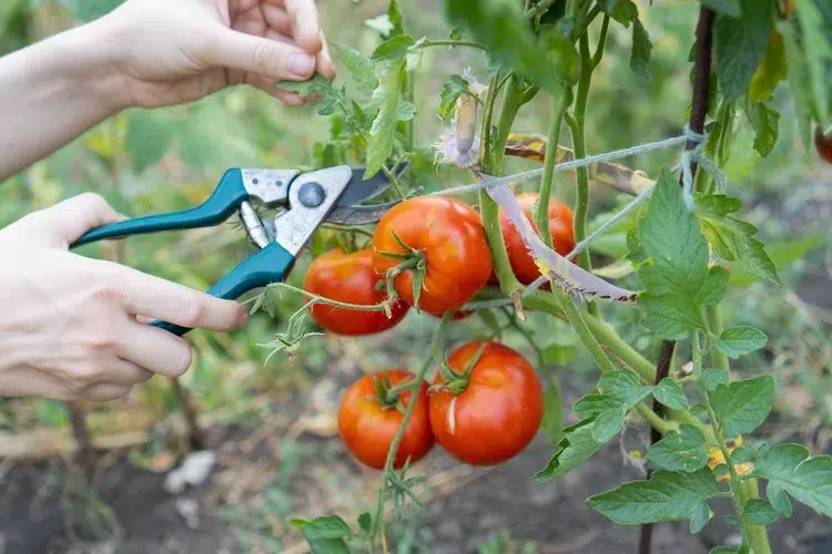 pourquoi il ne faut pas tailler les tomates