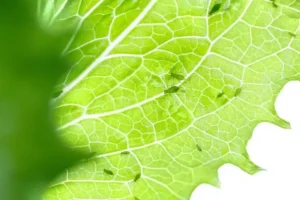 pourquoi il y a des pucerons verts dans les salades comment s'en débarrasser et éviter leur retour