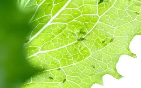 pourquoi il y a des pucerons verts dans les salades comment s'en débarrasser et éviter leur retour