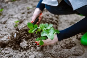 quand et comment déplacer les fraisiers où les planter pour augmenter la récolte