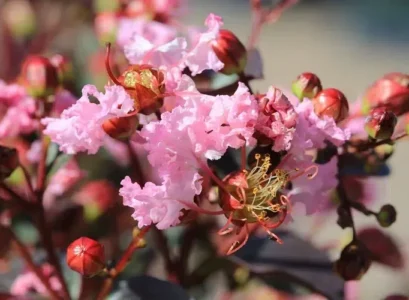 quand mettre de l'engrais au lilas des indes