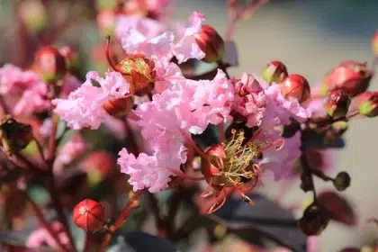 quand mettre de l'engrais au lilas des indes