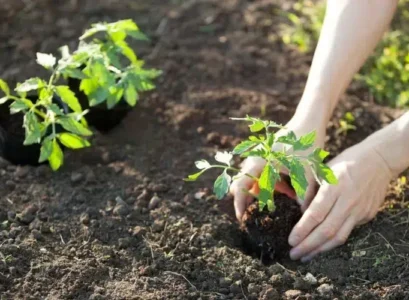 quand planter les tomates en 2024