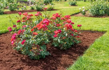 que mettre au pied des rosiers contre les mauvaises herbes