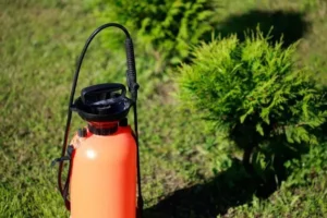 quel engrais utiliser pour les thuyas et quand l'apporter