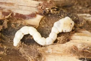 quel insecte mange les feuilles des arbres fruitiers