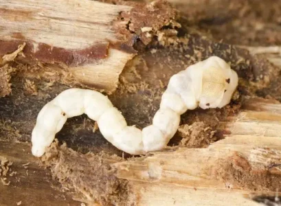 quel insecte mange les feuilles des arbres fruitiers