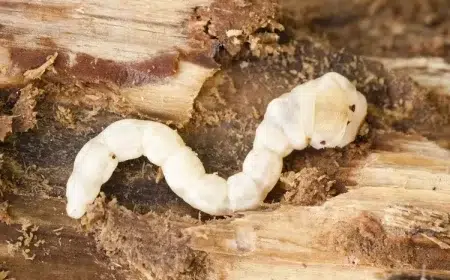 quel insecte mange les feuilles des arbres fruitiers