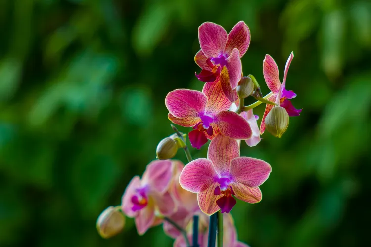 quelle fleur ne supporte pas le marc de cafe orchidée anthurium pothos