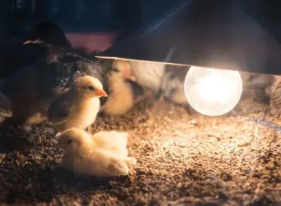 quelle lumière pour les poules pondeuses