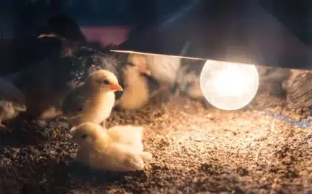 quelle lumière pour les poules pondeuses