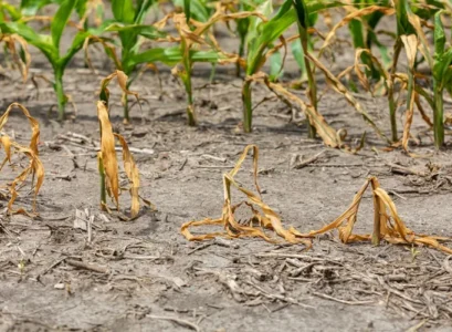 quelles sont les mauvaises habitudes qui détruisent vos plantes