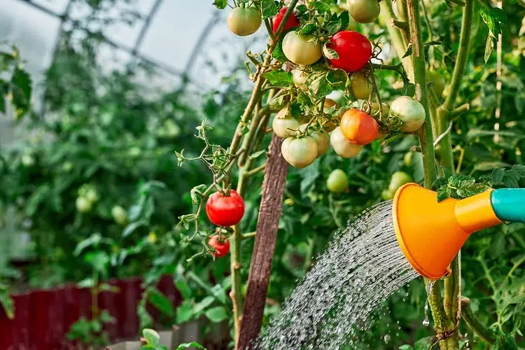 tomates entretien printemps 2024
