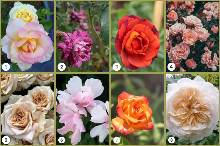 variétés de roses résistantes à la maladie