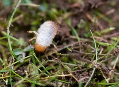 vers blancs dans la pelouse