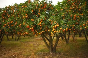 accélerer la croissance dun arbre fruitier tuteur nutriments branches resistance