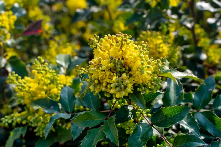 arbuste fleurs jaunes persistant résistant au froid mahonia 